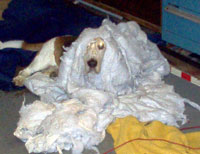 Happy Halloween from Noah!